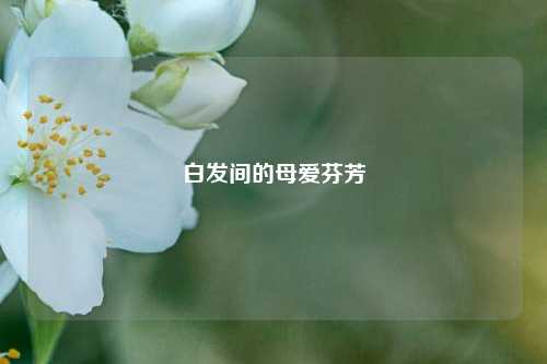 白发间的母爱芬芳