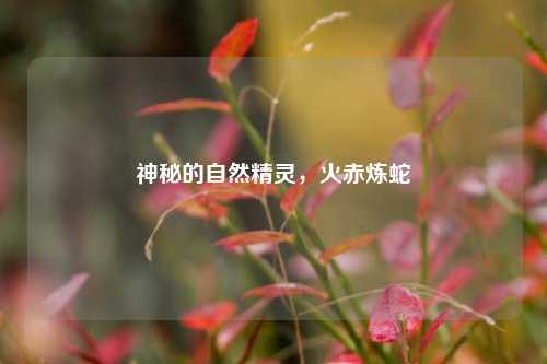 神秘的自然精灵，火赤炼蛇