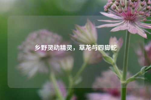 乡野灵动精灵，草龙与四脚蛇