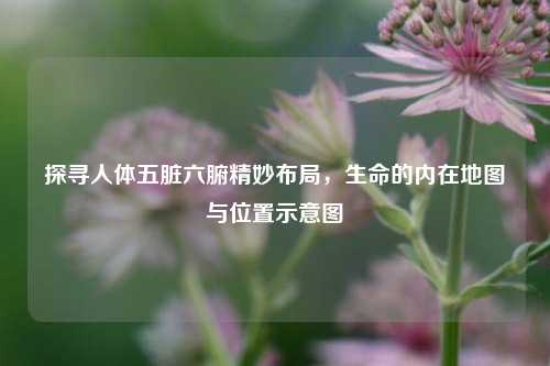 探寻人体五脏六腑精妙布局，生命的内在地图与位置示意图