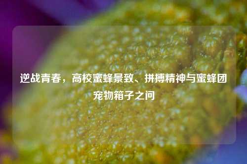 逆战青春，高校蜜蜂景致、拼搏精神与蜜蜂团宠物箱子之问