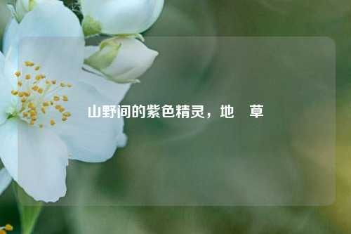 山野间的紫色精灵，地菍草